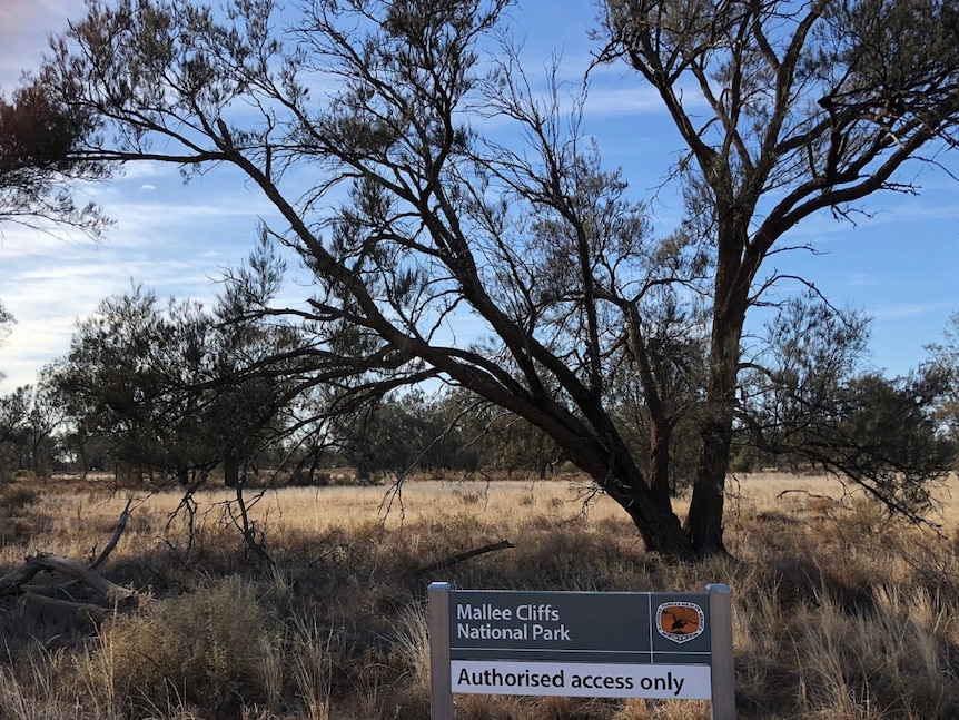 Trees on a dry bushy landscape