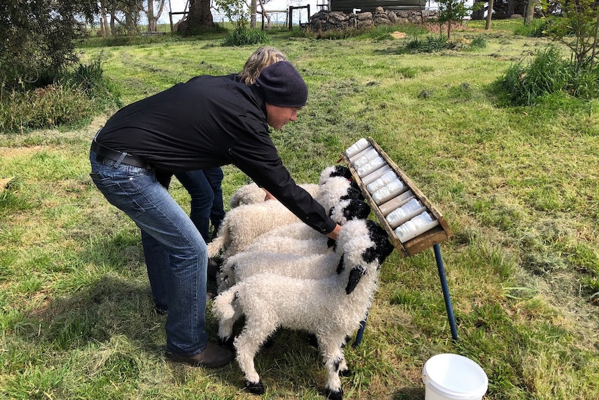 Photo d'agneaux en train de se nourrir.