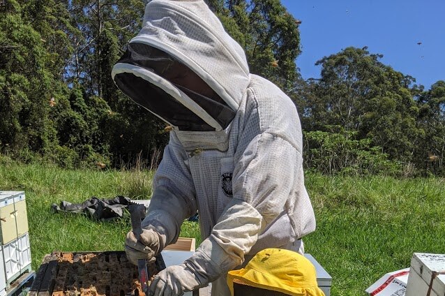 a man and young girl in bee protective clothing work on beehives