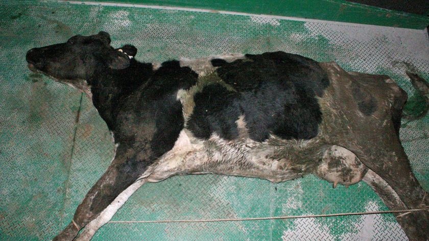 Dead cow at Redpa dairy farm.