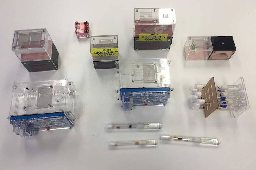 Four small ant farms and assorted test tubes display a number of small black ants.