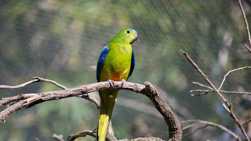 Orange-bellied parrot