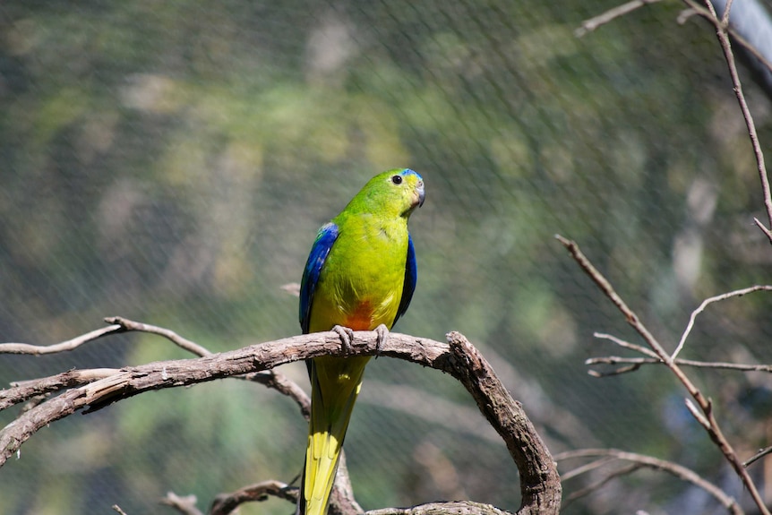 Orange-bellied parrots are critically endangered