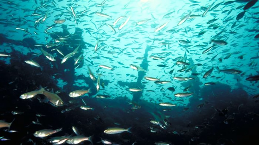 Freak historical sinkings with some spooky similarities