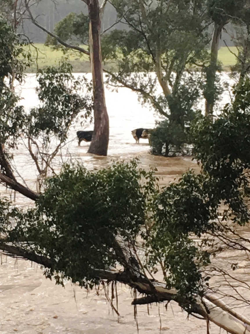 Cattle stranded as the Mersey River floods.