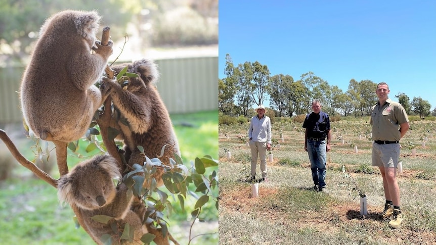 A composite image of koalas eating and three men standing in a field