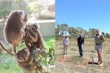 A composite image of koalas eating and three men standing in a field