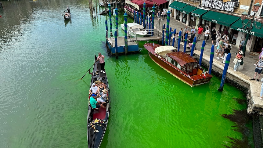 A gondola with people in it on a canal with bright green water. 