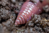 An earthworm with a spiral like tip for burrowing into the soil