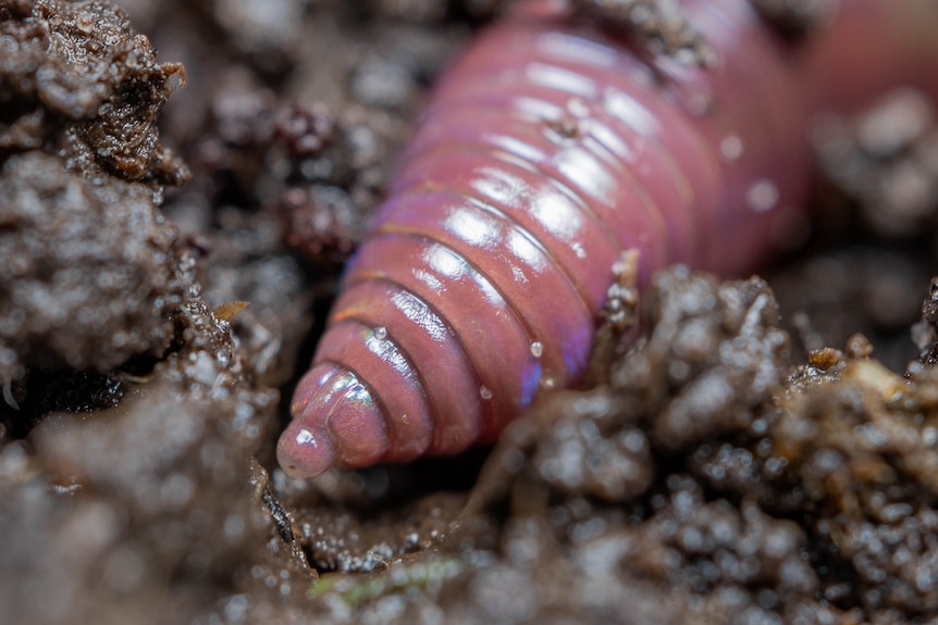 An earthworm with a spiral like tip for burrowing into the soil
