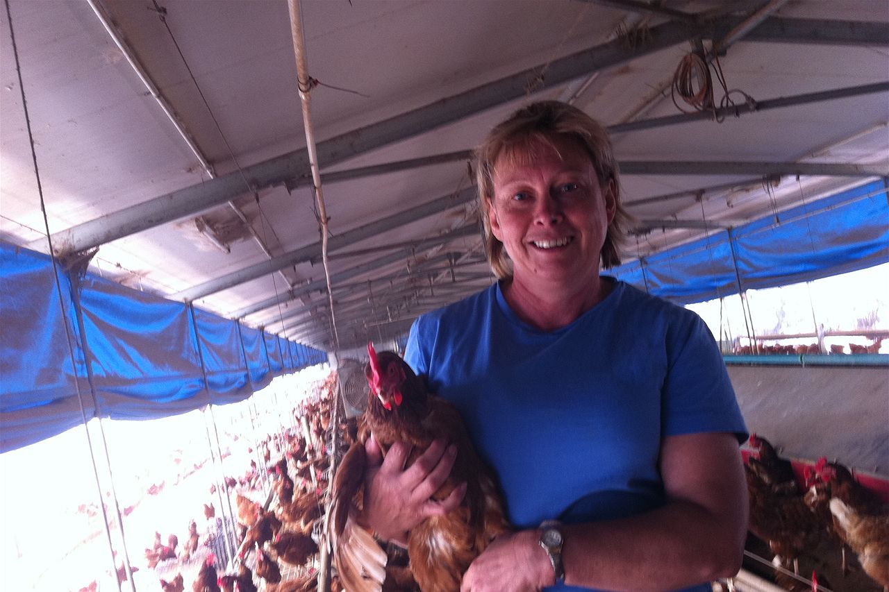 A win for free-range eggs producers - ABC News