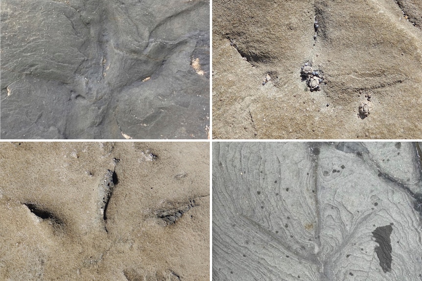 Four sets of three-toed bird tracks set in rock