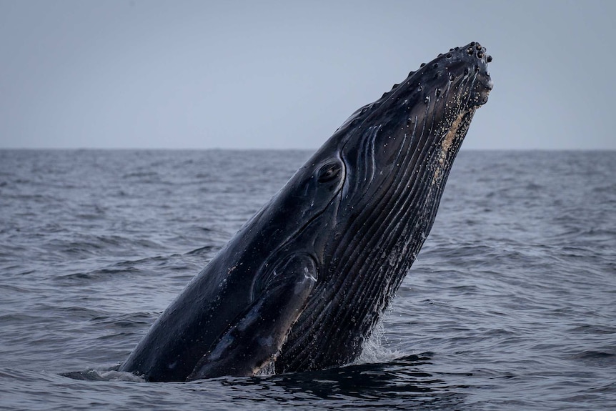 Black bellied whale calf