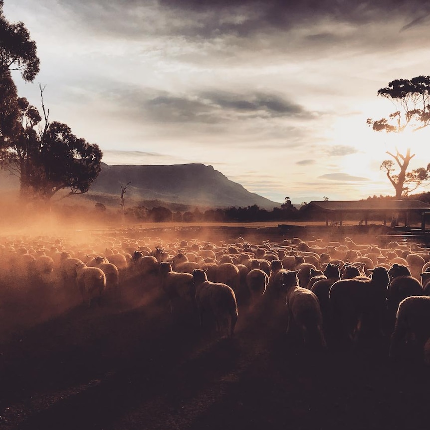 Lambs are moved in to yards, surrounded by dust at sunset.