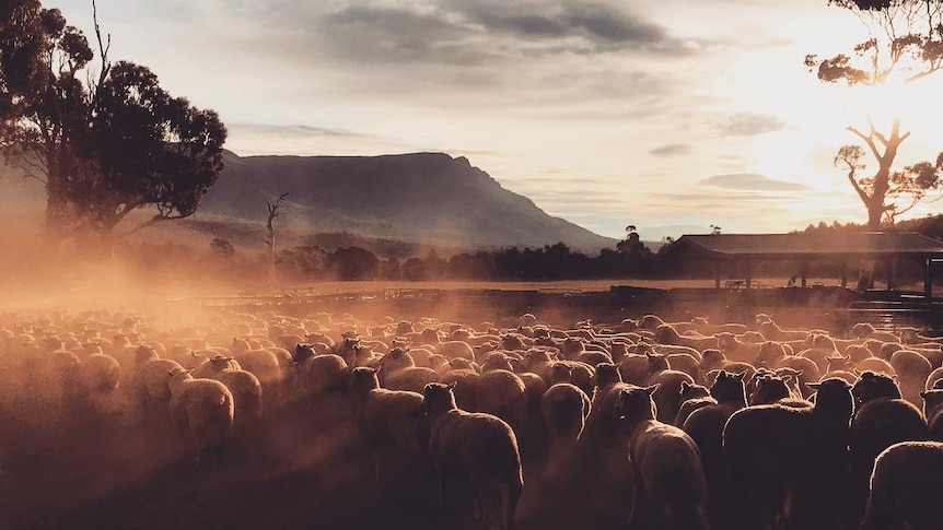 Lambs are moved in to yards, surrounded by dust at sunset.