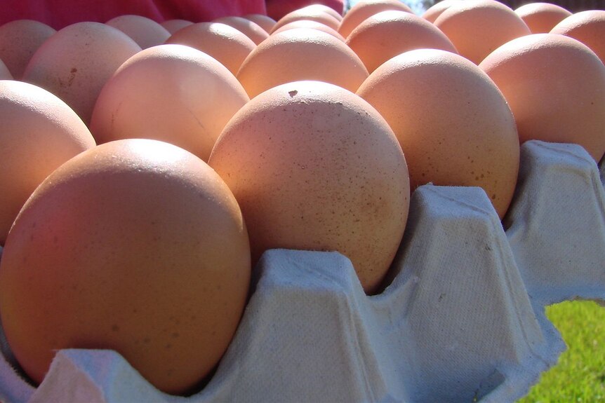 Eggs in case