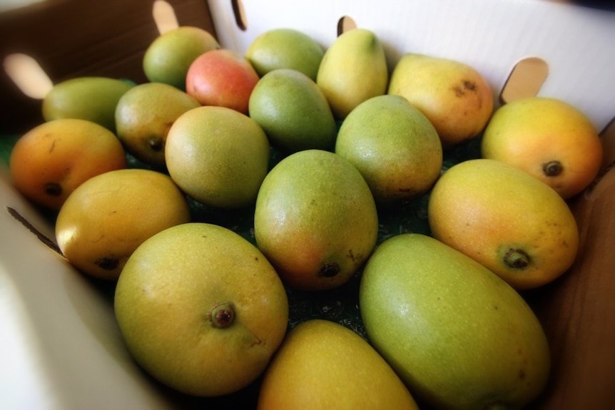 Mangoes stacked together in a box.