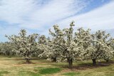 Flowering fruit trees in the Goulburn Valley