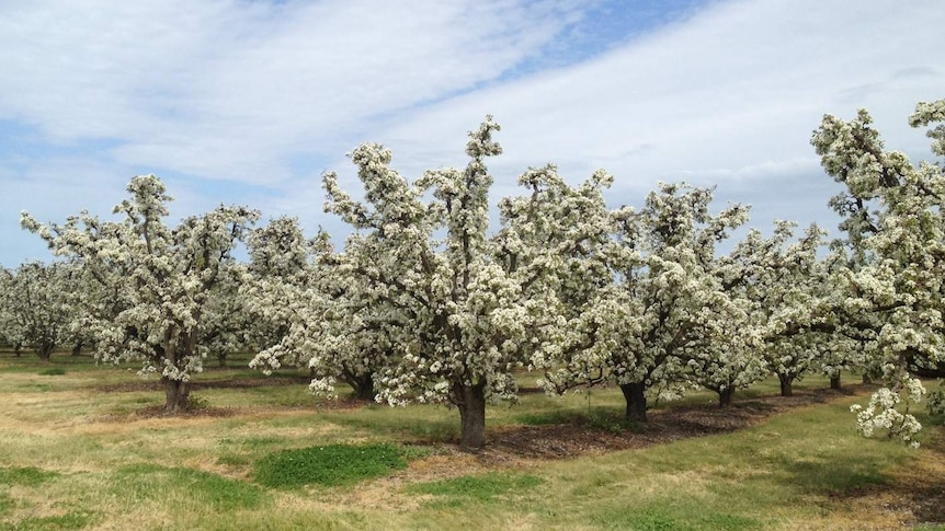 Flowering fruit trees in the Goulburn Valley