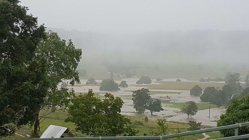 Flood waters surround Peter Hannagan's macadamia plantation near Lismore.