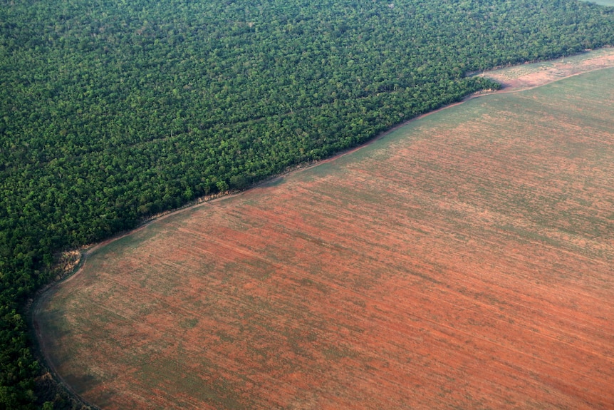 The Amazon rainforest, bordered by deforested land prepared for the planting of soybeans.