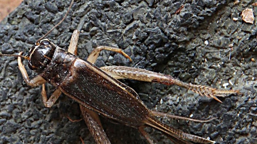 A close up of a wild cricket insect.