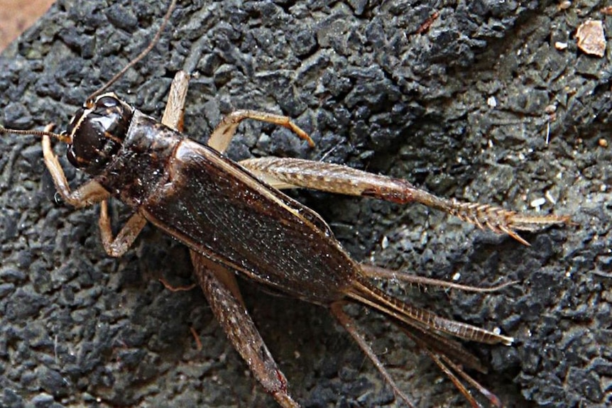 A close up of a wild cricket insect.