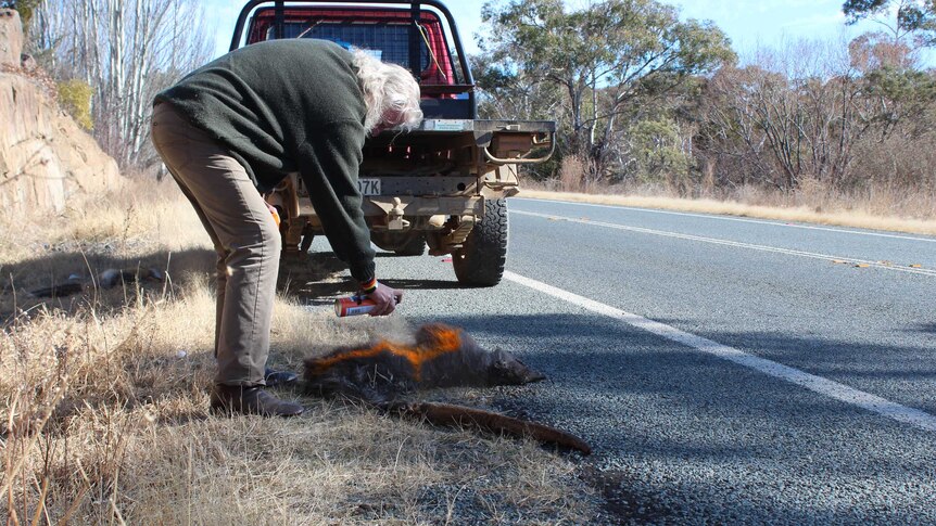 A man bends over to spray a roadkill animal with yellow spray paint, in front of a ute pulled up on the side of the road