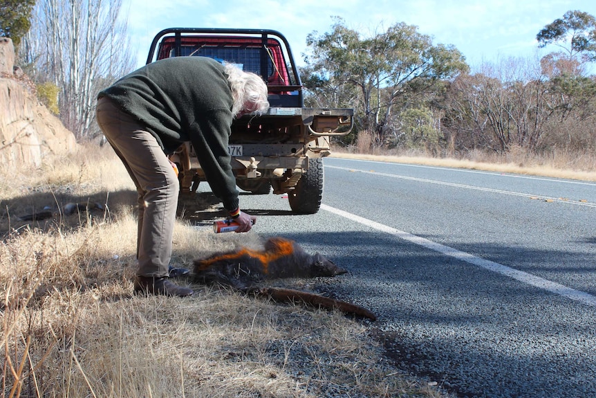 A man bends over to spray a roadkill animal with yellow spray paint, in front of a ute pulled up on the side of the road