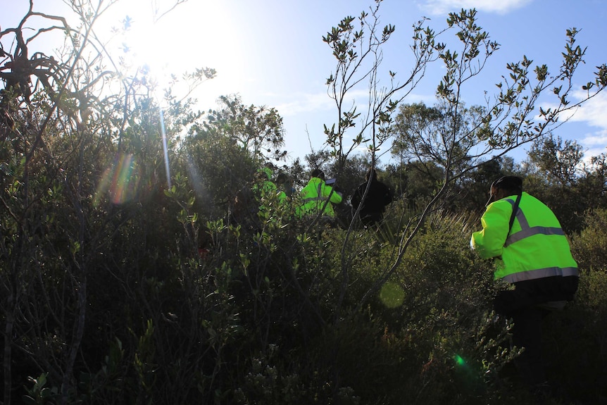 Three people in high visibility walk into dense, low bush