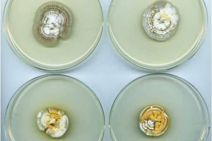 four mould culture dishes