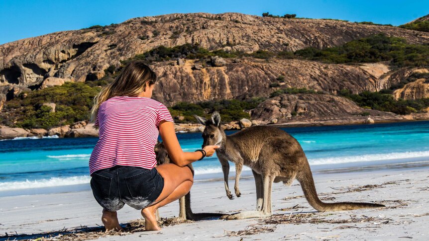 Kangaroos and tourist on beach