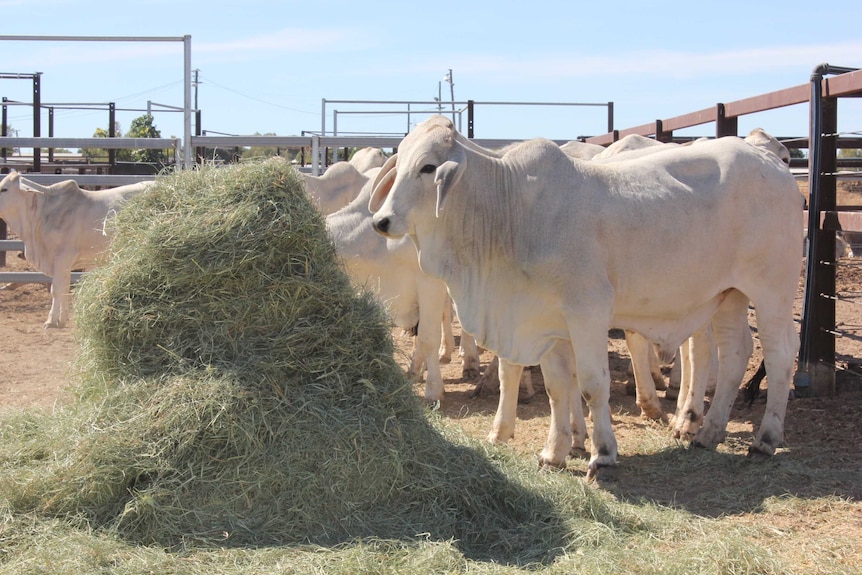 The winning pen of grey Brahman cattle eating hay