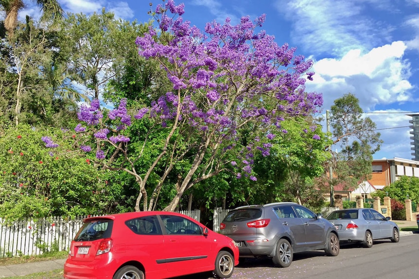 Smaller jacaranda trees.