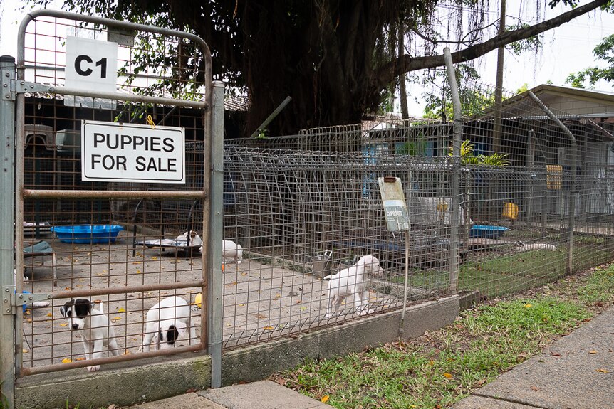 Two tiny white puppies roam an outdoor cage with a sign on it reading "puppies for sale".