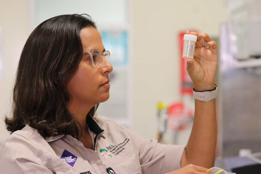 CDU research associate and research co-author Dr Mariana Campbell looks at a sample.