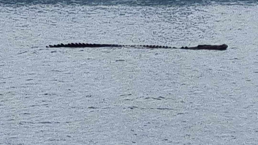 A large crocodile seen lurking in the ocean. 