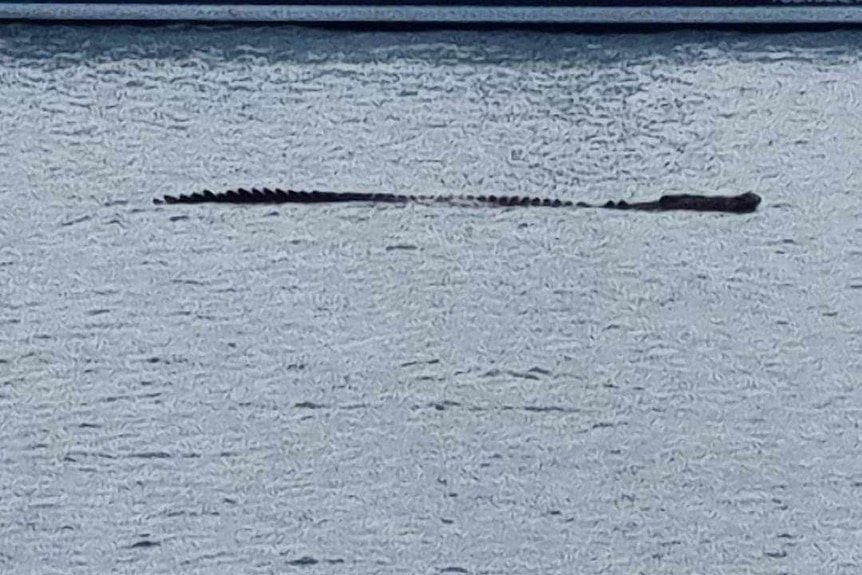 A large crocodile seen lurking in the ocean. 