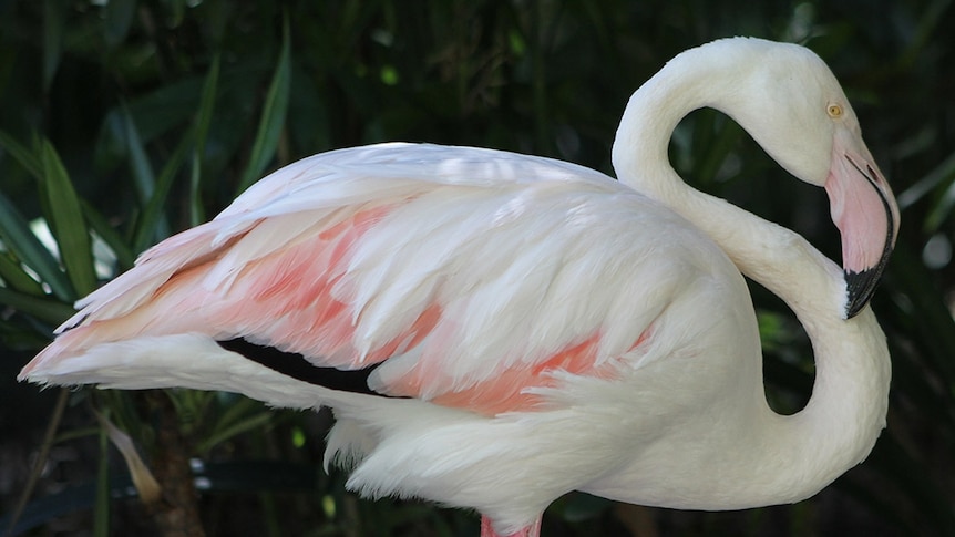 Greater flamingo