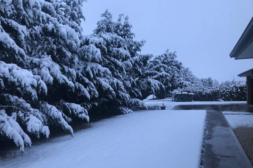 Trees and ground covered by snow