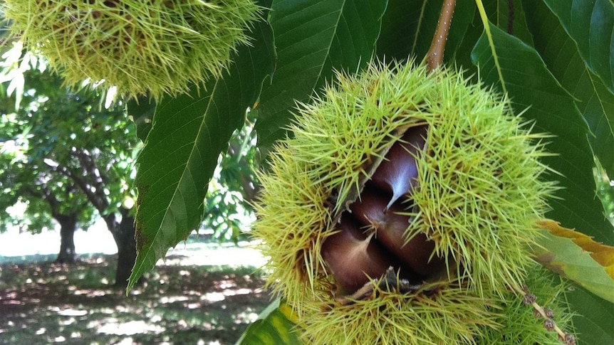 Close up of a chestnut hanging from a tree