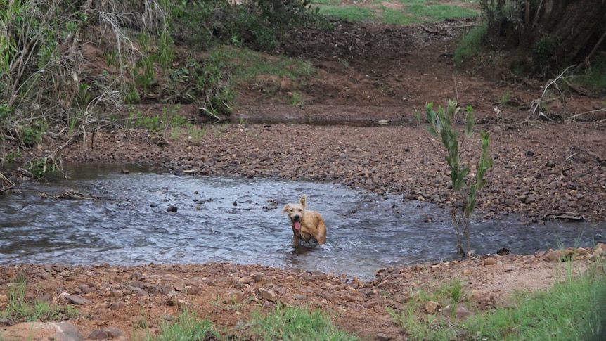a dog in a creek