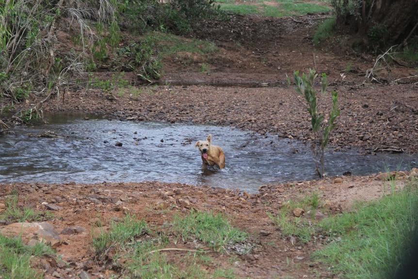 a dog in a creek