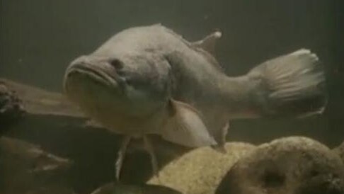 A big fish (cod?) under water