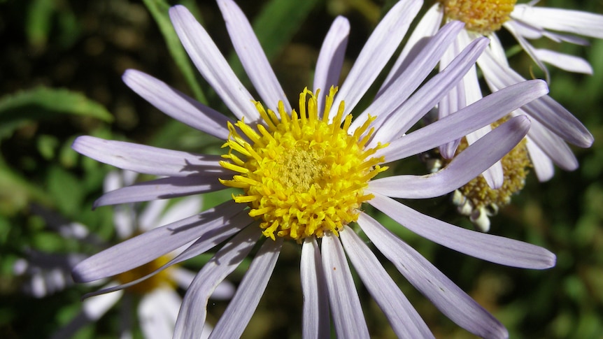A large light purple daisy with a yellow centre