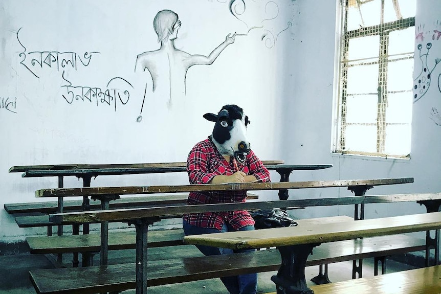 A woman sits in an empty classroom at a university wearing a cow mask.