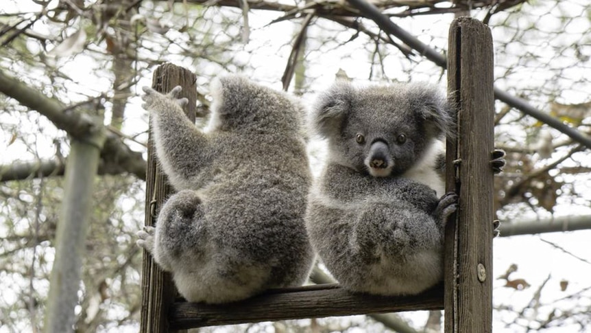Three baby koalas sit in a ladder designed to help them learn to climb