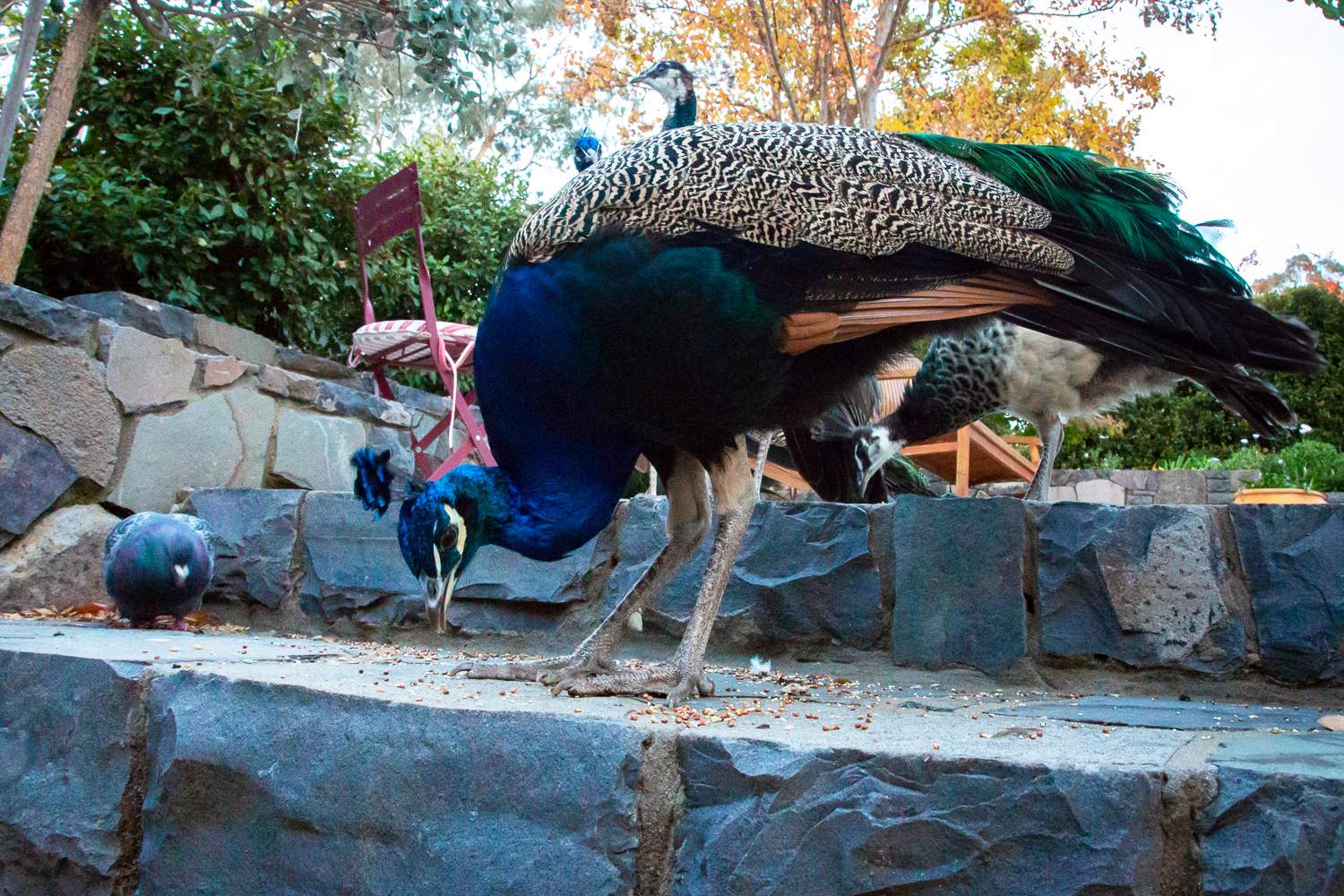A peacock is feeding on the steps in a front yard