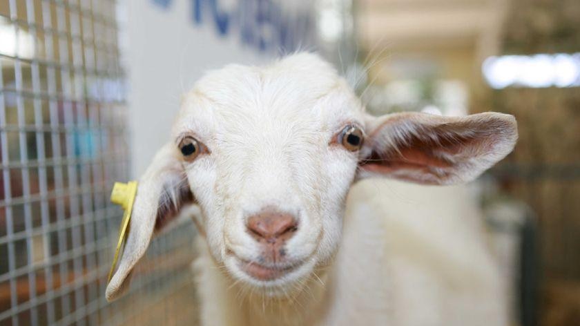 A generic goat at a royal show.