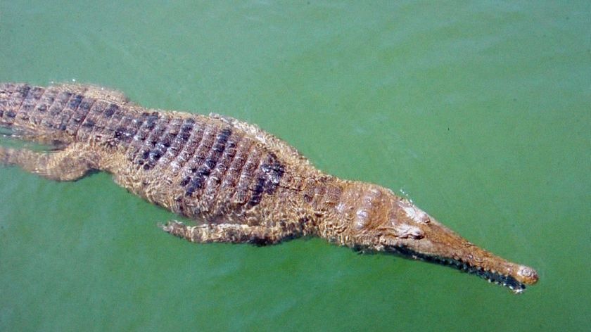 A freshwater crocodile swims down a stream